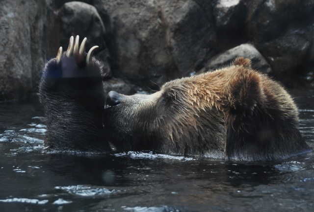 the grizzly bear
